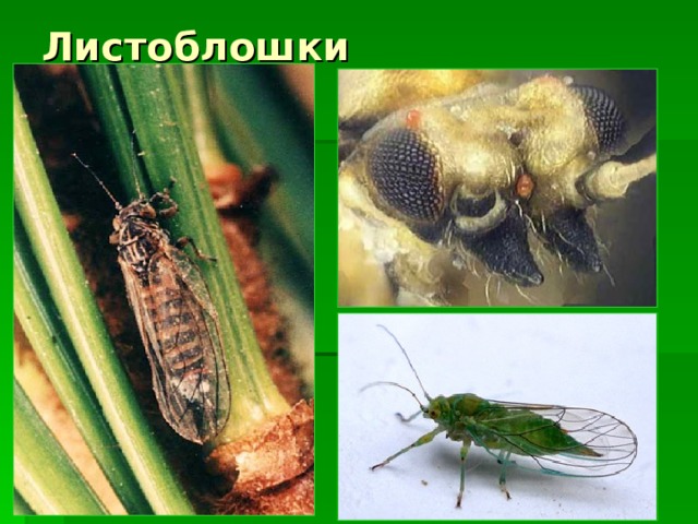 Листоблошки 