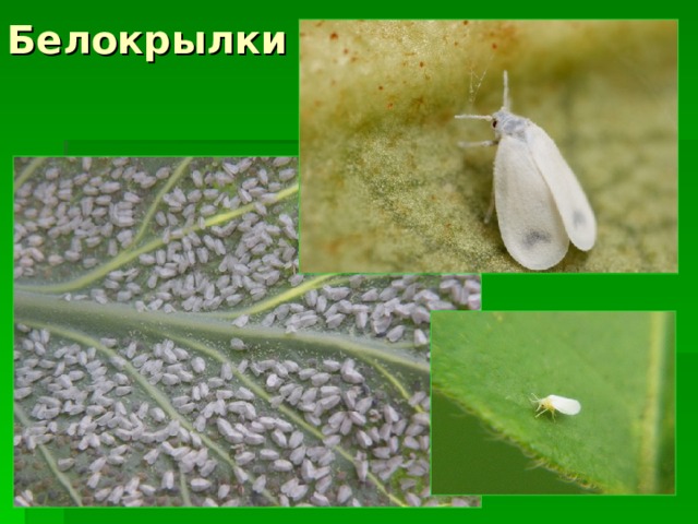 Белокрылки 