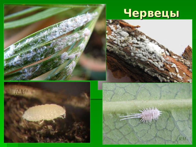 Червецы 