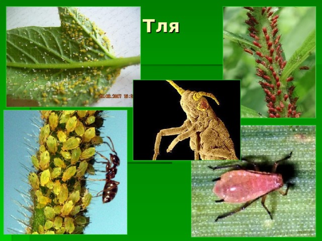 Тля 