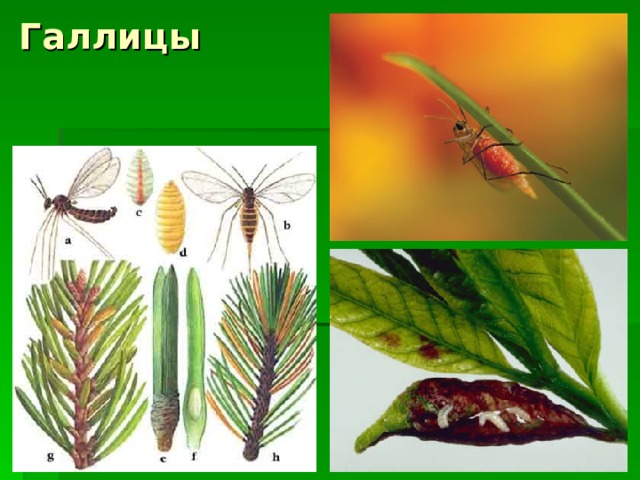 Галлицы 