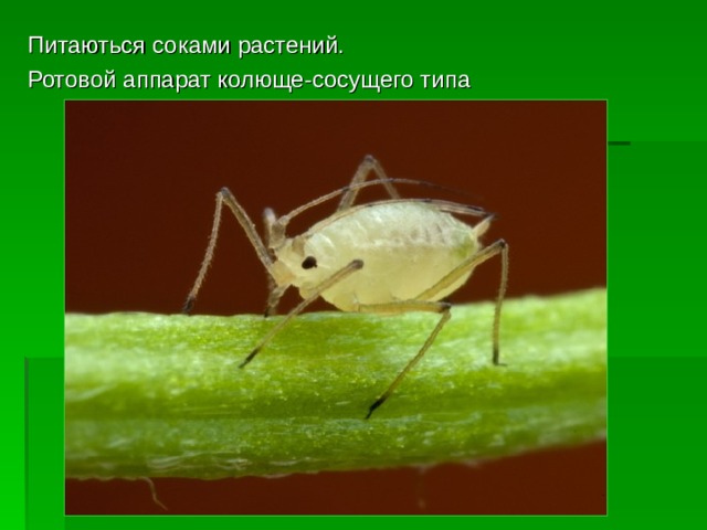 Питаються соками растений. Ротовой аппарат колюще-сосущего типа 