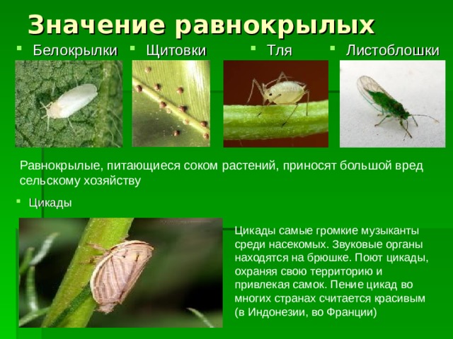 Значение равнокрылых Белокрылки Листоблошки Щитовки Тля Равнокрылые, питающиеся соком растений, приносят большой вред сельскому хозяйству Цикады Цикады самые громкие музыканты среди насекомых. Звуковые органы находятся на брюшке. Поют цикады, охраняя свою территорию и привлекая самок. Пение цикад во многих странах считается красивым (в Индонезии, во Франции) 