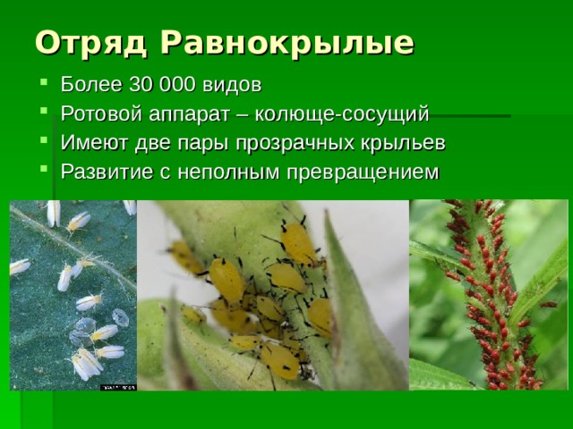 Отряд Равнокрылые Более 30 000 видов Ротовой аппарат – колюще-сосущий Имеют две пары прозрачных крыльев Развитие с неполным превращением 