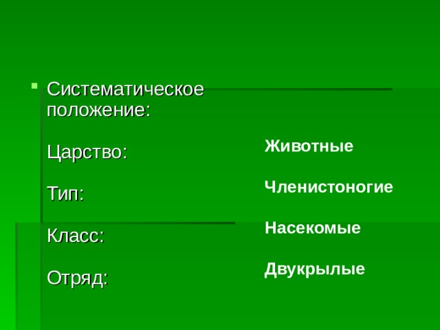 Животные  Членистоногие  Насекомые  Двукрылые  