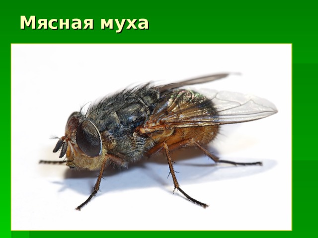 Мясная муха 