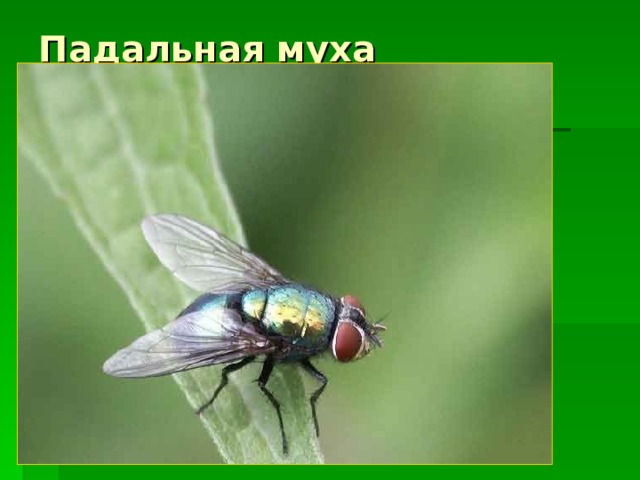 Падальная муха 