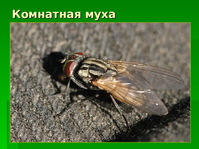 Комнатная муха 