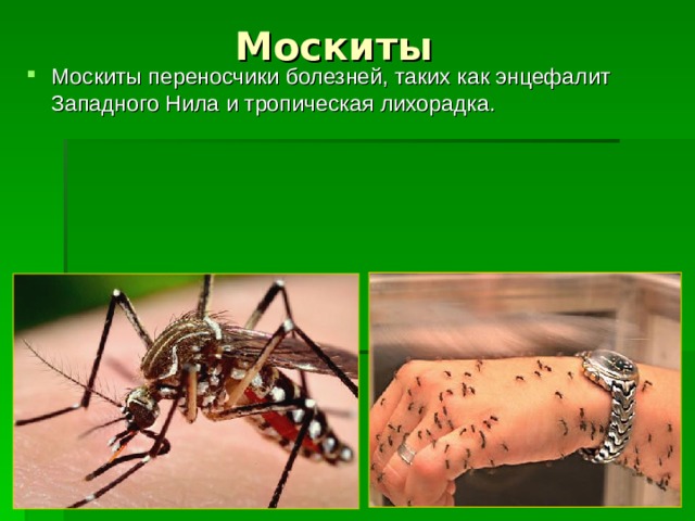 Москиты Москиты переносчики болезней, таких как энцефалит Западного Нила и тропическая лихорадка.   