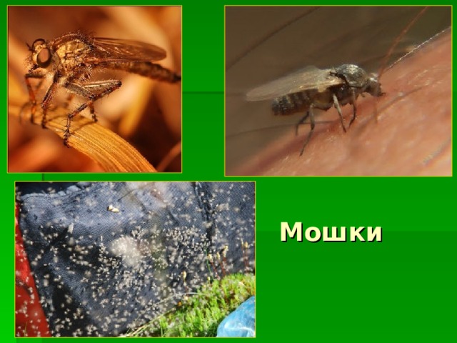 Мошки 