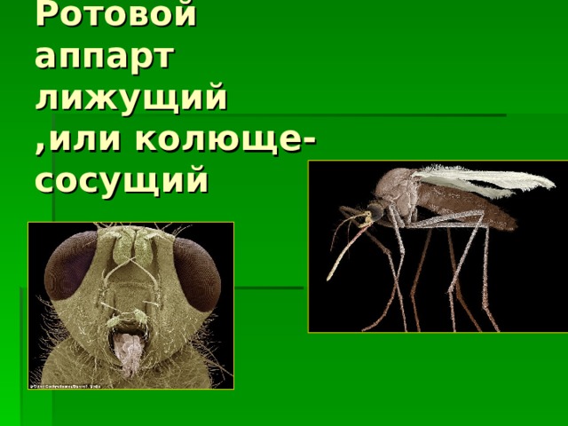 Ротовой аппарт лижущий ,или колюще-сосущий 