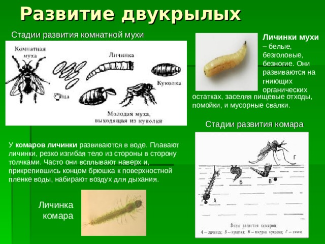 Развитие двукрылых Стадии развития комнатной мухи Личинки мухи – белые, безголовые, безногие. Они развиваются на гниющих органических остатках, заселяя пищевые отходы, помойки, и мусорные свалки. Стадии развития комара У комаров личинки развиваются в воде. Плавают личинки, резко изгибая тело из стороны в сторону толчками. Часто они всплывают наверх и, прикрепившись концом брюшка к поверхностной пленке воды, набирают воздух для дыхания. Личинка комара 
