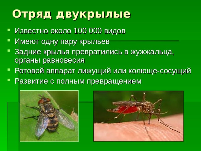 Отряд двукрылые Известно около 100 000 видов Имеют одну пару крыльев Задние крылья превратились в жужжальца, органы равновесия Ротовой аппарат лижущий или колюще-сосущий Развитие с полным превращением 
