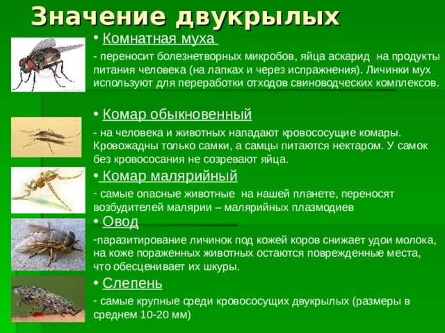 Значение двукрылых  Комнатная муха - переносит болезнетворных микробов, яйца аскарид на продукты питания человека (на лапках и через испражнения). Личинки мух используют для переработки отходов свиноводческих комплексов.  Комар обыкновенный - на человека и животных нападают кровососущие комары. Кровожадны только самки, а самцы питаются нектаром. У самок без кровососания не созревают яйца.  Комар малярийный  самые опасные животные на нашей планете, переносят возбудителей малярии – малярийных плазмодиев  Овод паразитирование личинок под кожей коров снижает удои молока, на коже пораженных животных остаются поврежденные места, что обесценивает их шкуры.  Слепень  самые крупные среди кровососущих двукрылых (размеры в среднем 10-20 мм) 