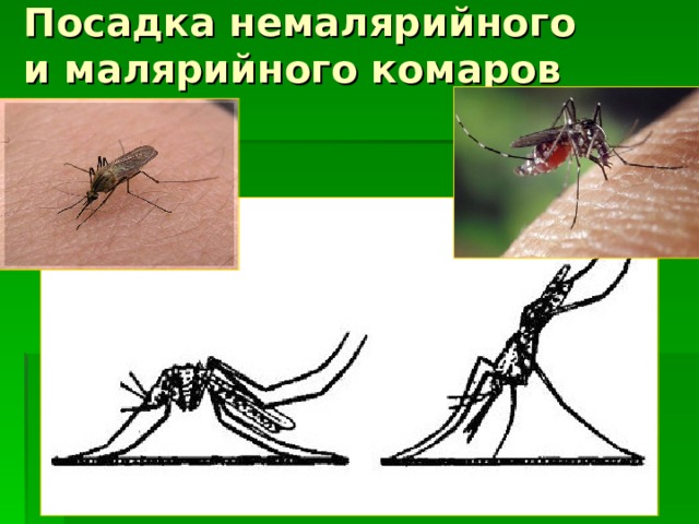 Посадка немалярийного и малярийного комаров 