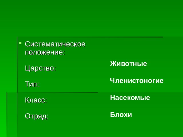 Животные  Членистоногие  Насекомые  Блохи  