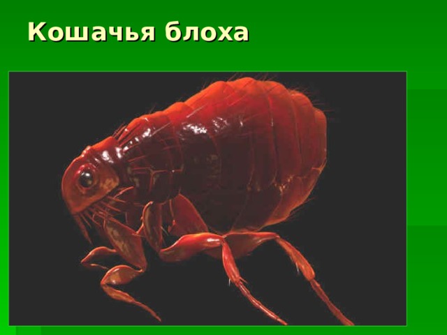 Кошачья блоха 