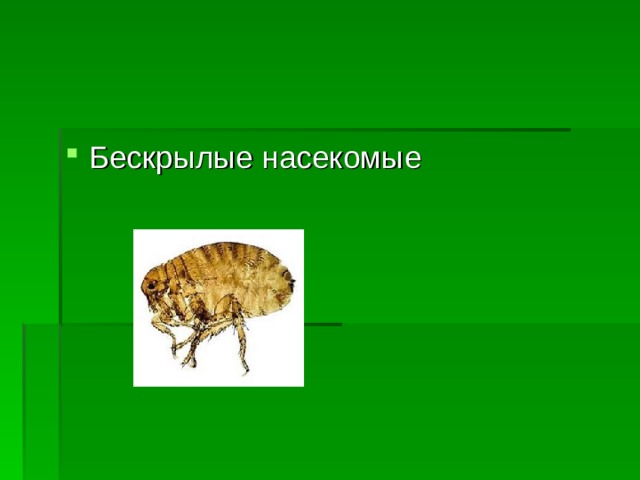 Бескрылые насекомые  