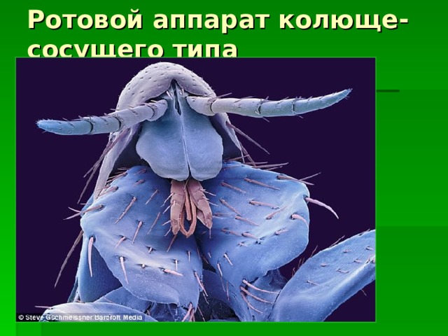 Ротовой аппарат колюще-сосущего типа 