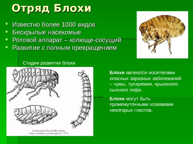 Отряд Блохи Известно более 1000 видов Бескрылые насекомые Ротовой аппарат – колюще-сосущий Развитие с полным превращением Стадии развития блохи Блохи являются носителями опасных заразных заболеваний – чумы, туляремии, крысиного сыпного тифа. Блохи могут быть промежуточными хозяевами некоторых глистов. имаго личинка куколка 
