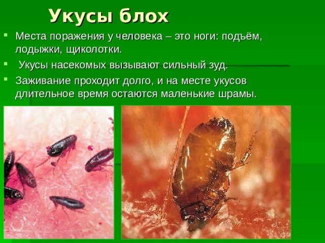 Укусы блох Места поражения у человека – это ноги: подъём, лодыжки, щиколотки.  Укусы насекомых вызывают сильный зуд. Заживание проходит долго, и на месте укусов длительное время остаются маленькие шрамы. 