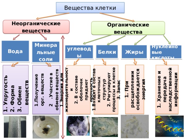 Вещества клетки Неорганические вещества Органические вещества Вода Минеральные соли Белки Жиры углеводы Нуклеиновые кислоты 1. При расщеплении освобождается энергия 1. Хранение и передача наследственной информации 1.Получение орг. веществ 1.Входят в состав клеточных структур Упругость Форма Обмен веществ 2 .Участие в обмене веществ 2. Регулируют процессы в клетке 3. Запас 1.Энергия для жизнедеятельности 2. В составе оболочек придают прочность 3. Запас в клетке  
