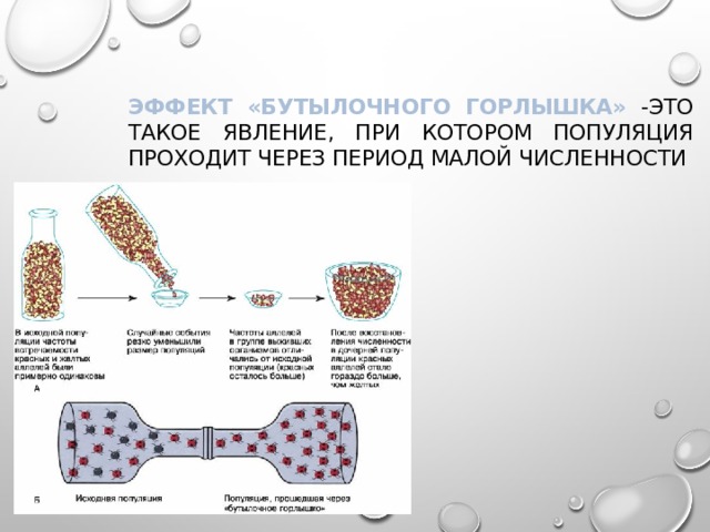 Эффект «бутылочного горлышка» -это такое явление, при котором популяция проходит через период малой численности 