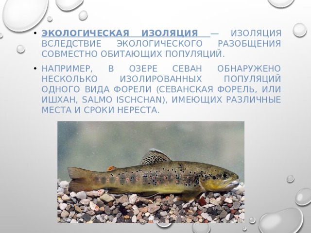 Экологическая изоляция — изоляция вследствие экологического разобщения совместно обитающих популяций. Например, в озере Севан обнаружено несколько изолированных популяций одного вида форели (севанская форель, или ишхан, Salmo ischchan), имеющих различные ме­ста и сроки нереста. 
