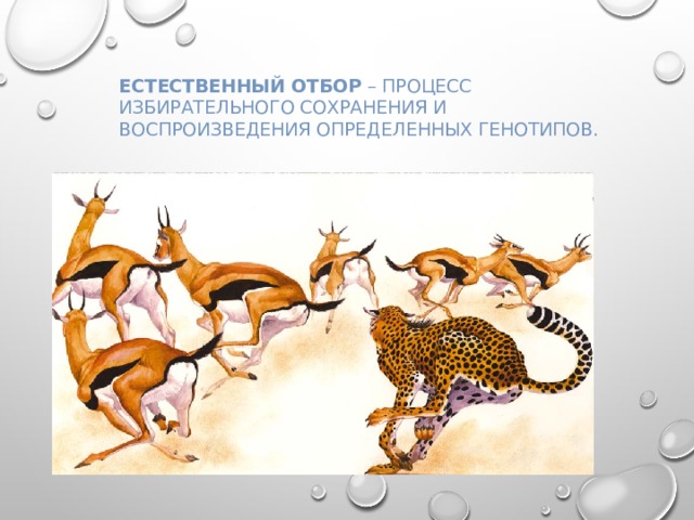 Естественный отбор – процесс избирательного сохранения и воспроизведения определенных генотипов. 