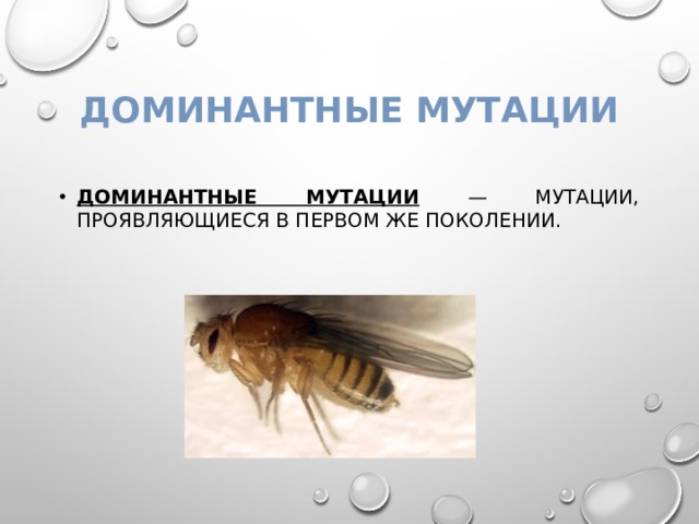 Доминантные мутации Доминантные мутации — мутации, проявляющиеся в первом же поколении. 