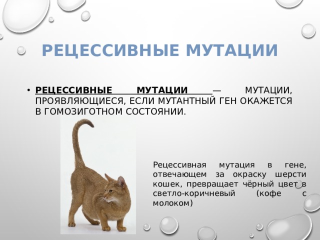 Рецессивные мутации Рецессивные мутации — мутации, проявляющиеся, если мутантный ген окажется в гомозиготном состоянии. Рецессивная мутация в гене, отвечающем за окраску шерсти кошек, превращает чёрный цвет в светло-коричневый (кофе с молоком) 