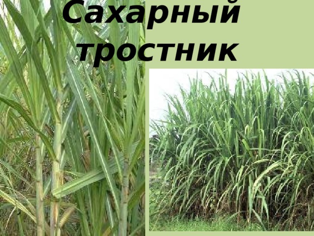 Сахарный тростник 