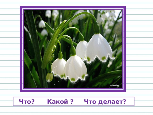  Что? Какой ? Что делает? 