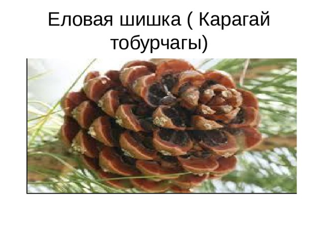 Еловая шишка ( Карагай тобурчагы) 