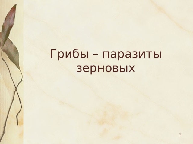 Грибы – паразиты  зерновых  