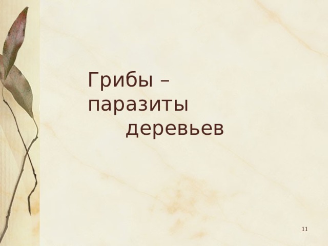 Грибы – паразиты  деревьев  