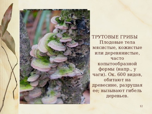 ТРУТОВЫЕ ГРИБЫ Плодовые тела мясистые, кожистые или деревянистые, часто копытообразной формы (напр., у чаги). Ок. 600 видов, обитают на древесине, разрушая ее; вызывают гибель деревьев.  