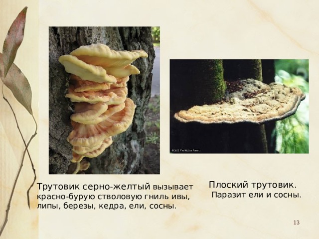 Плоский трутовик .  Паразит ели и сосны . Трутовик серно-желтый вызывает красно-бурую стволовую гниль ивы, липы, березы, кедра, ели, сосны.  