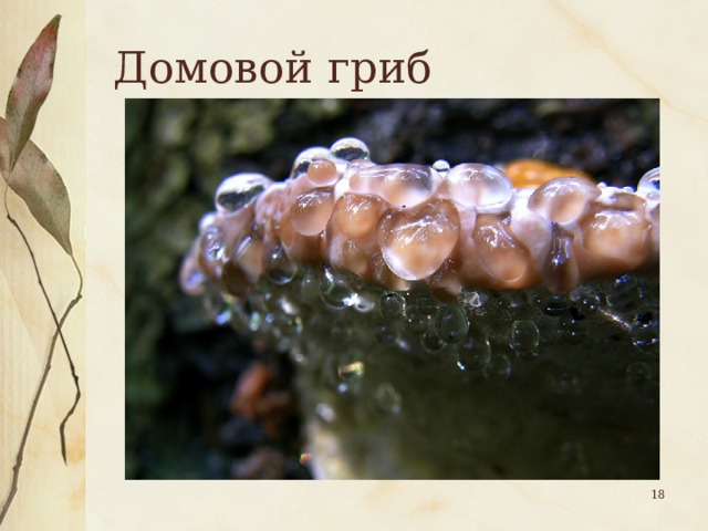 Домовой гриб  