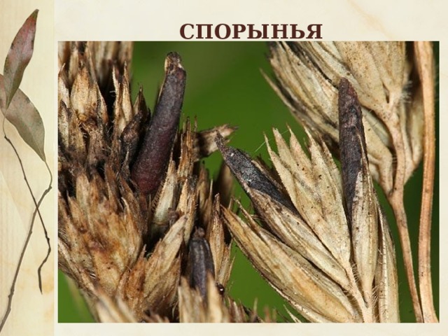 СПОРЫНЬЯ 