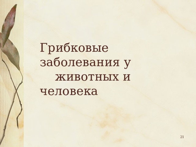 Грибковые заболевания у  животных и человека  