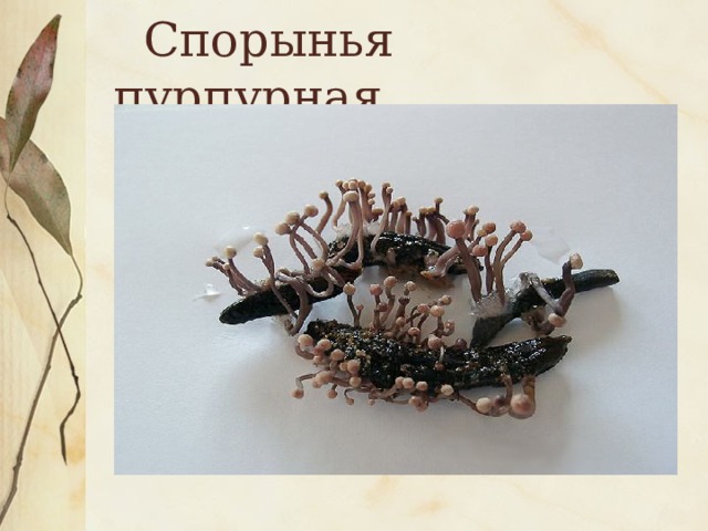  Спорынья пурпурная 