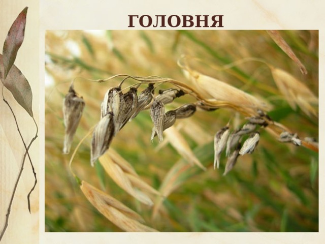 ГОЛОВНЯ  