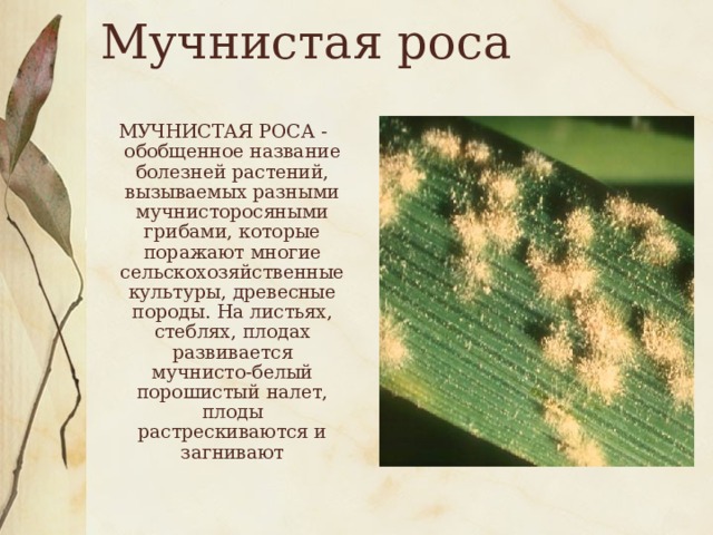 Мучнистая роса  МУЧНИСТАЯ РОСА - обобщенное название болезней растений, вызываемых разными мучнисторосяными грибами, которые поражают многие сельскохозяйственные культуры, древесные породы. На листьях, стеблях, плодах развивается мучнисто-белый порошистый налет, плоды растрескиваются и загнивают 