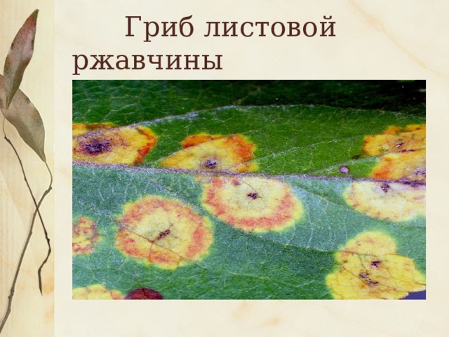  Гриб листовой ржавчины 