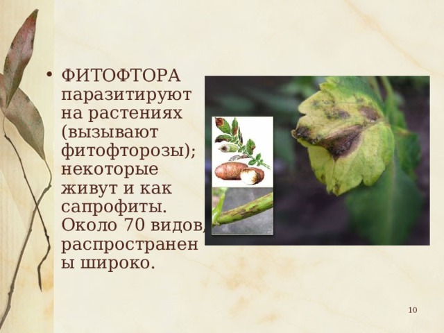 ФИТОФТОРА паразитируют на растениях (вызывают фитофторозы); некоторые живут и как сапрофиты. Около 70 видов, распространены широко.  