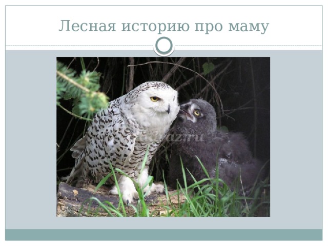 Лесная историю про маму 
