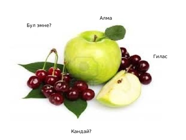 Алма Бул эмне? Гилас Кандай? 