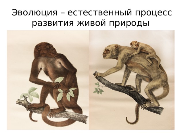 Эволюция – естественный процесс развития живой природы 