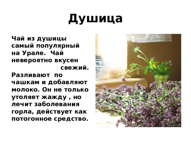 Душица Чай из душицы самый популярный на Урале. Чай невероятно вкусен свежий. Разливают по чашкам и добавляют молоко. Он не только утоляет жажду , но лечит заболевания горла, действует как потогонное средство.  